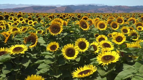 GILROY, CALIFORNIA - CIRCA 2021 - Gorgeous field of sunflowers in bright California sunshine near Gilroy, California.