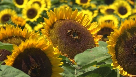 GILROY, CALIFORNIA - CIRCA 2021 - Gorgeous field of sunflowers in bright California sunshine near Gilroy, California with honeybees pollinating.