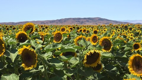 GILROY, CALIFORNIA - CIRCA 2021 - Pan across gorgeous field of sunflowers in bright California sunshine near Gilroy, California.