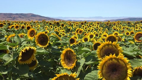 GILROY, CALIFORNIA - CIRCA 2021 - Gorgeous field of sunflowers in bright California sunshine near Gilroy, California.