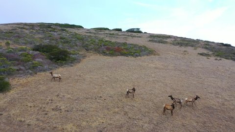 CENTRAL CALIFORNIA - CIRCA 2021 - Aerial shot of elk deer wildlife grazing on a remote central california hillside.