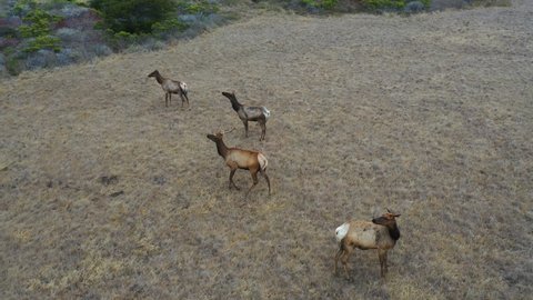 CENTRAL CALIFORNIA - CIRCA 2021 - Pull back aerial shot of elk deer wildlife grazing on a remote hillside to reveal remote coastal mountains.