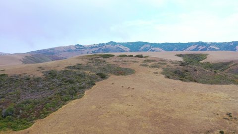 CENTRAL CALIFORNIA - CIRCA 2021 - Moving in aerial shot of elk deer wildlife grazing on a remote hillside to reveal remote coastal mountains.