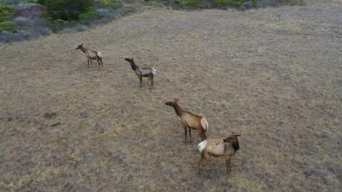 CENTRAL CALIFORNIA - CIRCA 2021 - Aerial shot of elk deer wildlife grazing on a remote central california hillside.