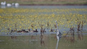 The grey heron (Ardea cinerea) standing in the water