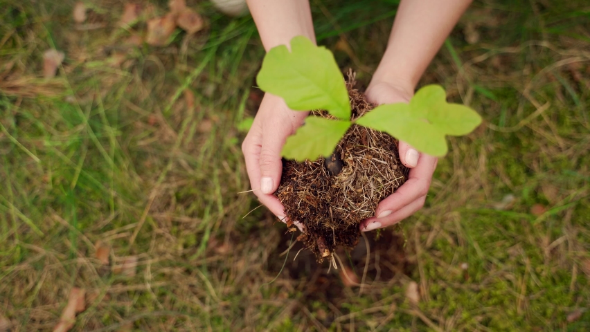 Close up of hands girl or young woman planted in the ground small oak seedling in the woods. The female plants a young sapling tree. Closeup. Reforestation of the forest. care environment. Top view Royalty-Free Stock Footage #1078032653