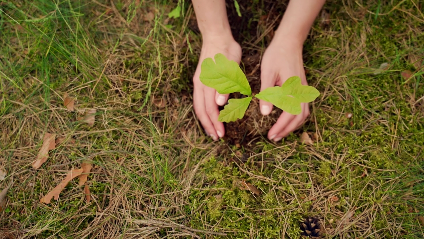 Close up of hands girl or young woman planted in the ground small oak seedling in the woods. The female plants a young sapling tree. Closeup. Reforestation of the forest. care environment. Top view | Shutterstock HD Video #1078032653