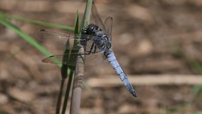 The Black-tailed skimmer has got a fly. It eats it alive.
