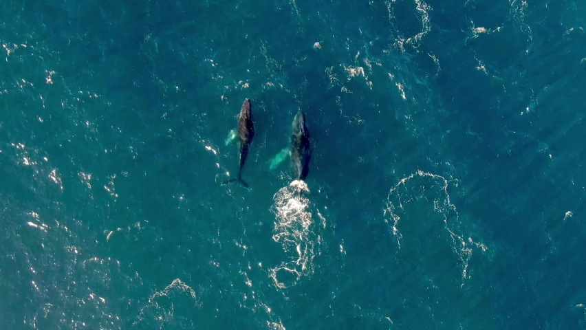 Scenic View Of Humpback Whales Swimming At The Ocean- top drone shot.Endangered wildlife conservation. Areal water drone footage 4K. Gray whale migrating in blue ocean waters.