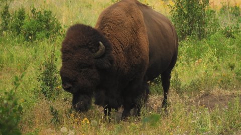 American Bison flicking its tail, chewing its cud, contemplating life