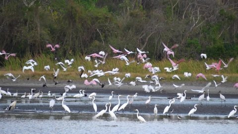 A flock of white herons (also great egret, Ardea alba) on a beach in Costa Rica, flying together, scared by something. Slow motion shot.