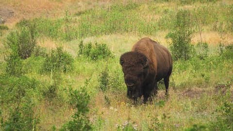 American Buffalo taking a break from grazing, chewing its cud