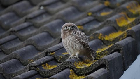 Little owl, sitting on a roof, rustling his feathers