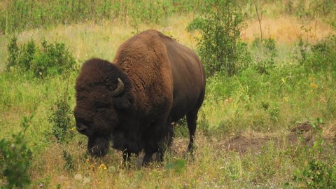 American Bison chewing its cud, flicking tail and shakes its head