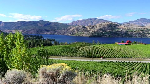 View of a winery vineyard overlooking Skaha Lake in Penticton, British Columbia, Canada.