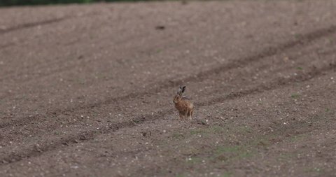 The European hare, also known as the brown hare, is a species of hare native to Europe and parts of Asia.
