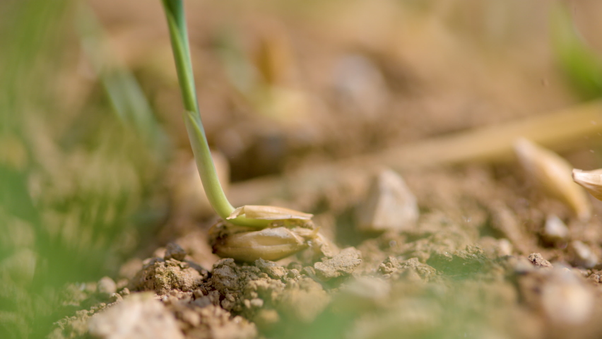 SLOW MOTION, MACRO, DOF: Countless seeds fall next to a seed sprouting from the fertile soil on a sunny spring day. Grass is being sown across the fertile arid land. Close up view of seeding grass. Royalty-Free Stock Footage #1078039379