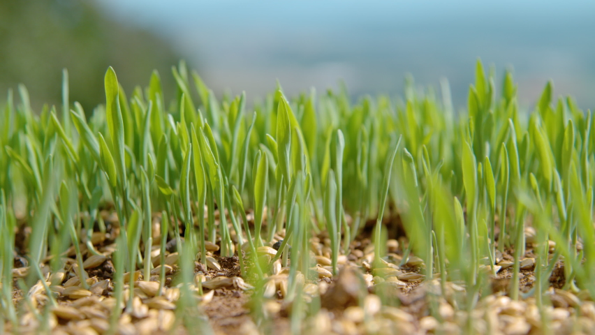 SLOW MOTION, MACRO, DOF: Seeds fall onto the fertile soil of the idyllic green countryside. Tiny seeds of grass are scattered across the growing grassfield. Unknown farmer is sowing grass in spring. Royalty-Free Stock Footage #1078039382