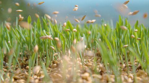 SLOW MOTION, MACRO, DOF: Seeds fall onto the fertile soil of the idyllic green countryside. Tiny seeds of grass are scattered across the growing grassfield. Unknown farmer is sowing grass in spring.