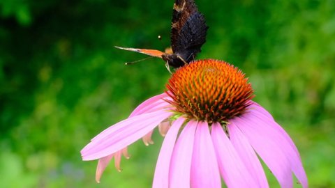 Echinacea purpurea plant and Monarch butterfly.Healing plants and flowers.Echinacea flower and Monarch butterfly Danaus plexippus close-up. High quality 4k footage