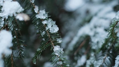 Snowy fir branches background. Winter snowy forest close-up. Winter nature. High quality 4k footage