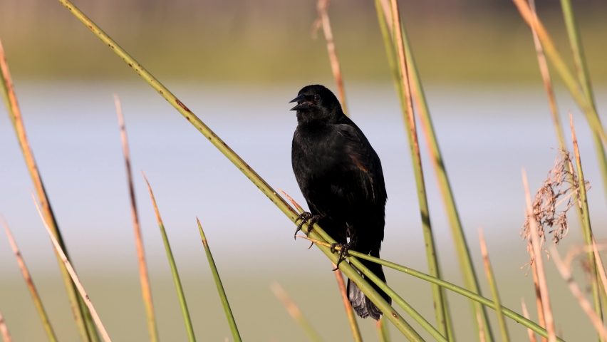 Red Winged Blackbird in Spring 