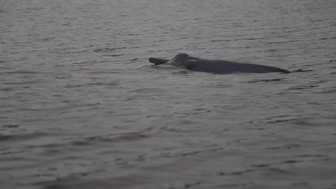 Amazon river dolphin swimming in next to the camera