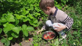 Slow motion shot of a little boy that gathers strawberries on farm. The child collects fresh organic strawberries. A little boy in the country helps parents. Boy picking up strawberries on garden-bed