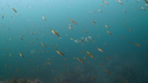 a yellowtail hunt for food
