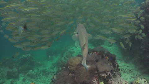 The coral trout grouper (Plectropomus leopardus) is chasing school of yellow fish 