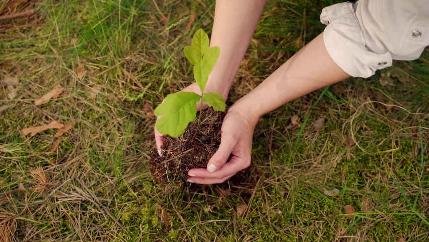 Close up of hands girl or young woman planted in the ground small oak seedling in the woods. The female plants a young sapling tree. Closeup. Reforestation of the forest. care environment. Top view Royalty-Free Stock Footage #1078050557