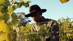 Mixed race male farmer standing in vineyards examining grape leaves checking for virus 