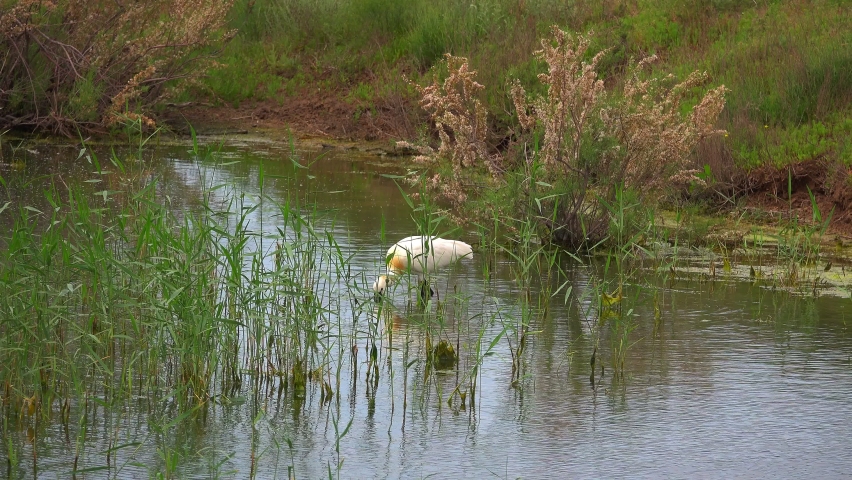 Eurasian Spoonbill (Platalea leucorodia), or Common Spoonbill Bird in Nature