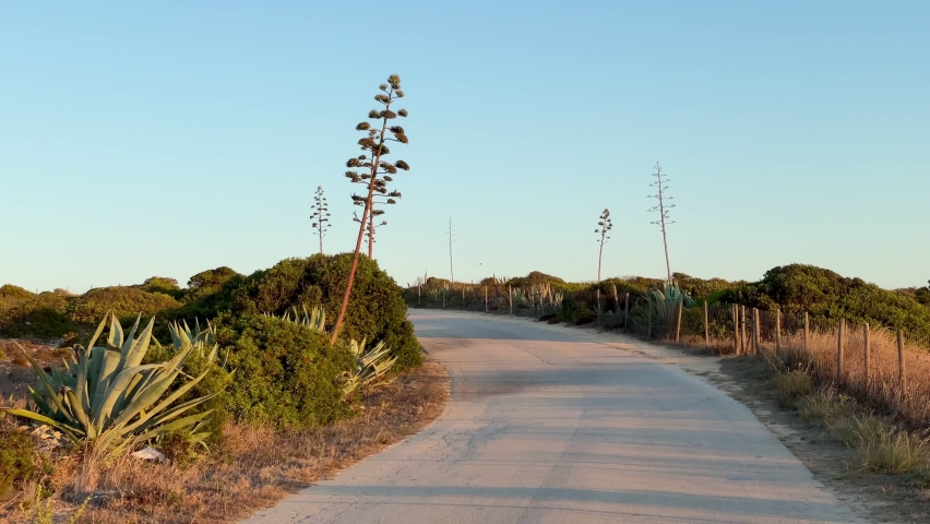 Young man rides a surf skateboard downhill on road surrounded by nature