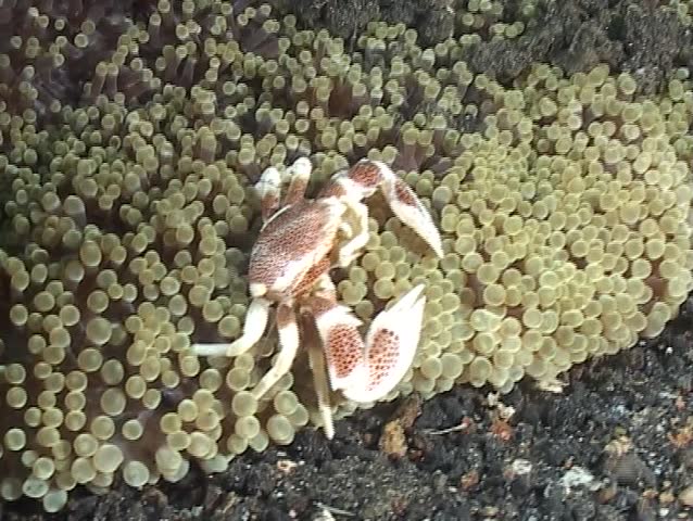 Spotted porcellanid crab