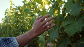 Female caucasian farmer walking through vineyards brushing hand against grape leaves