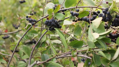 Freshly harvested chokeberries. Aronia melanocarpa, ripe aronia berries on the branch. Black Chokeberry with dark purple black fruit. Rowan. Agriculture and harvesting concept.