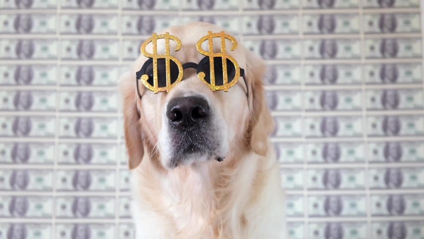 Portrait of a dog in dollar sunglasses on a background of money. A golden retriever sits in front of a hundred dollar bill. | Shutterstock HD Video #1078067114