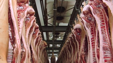 Pork Slaughterhouse. Many dead pig bodies hang from hook. Pork Meat production factory. Consumerism. Dead pigs in slaughterhouse. Farm pigs. Pork Meat. Meat production. Slaughterhouse Conveyor line.