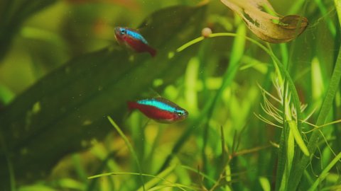 Schooling of tetra red neon fish in planted aquarium. Freshwater aquarium with Paracheirodon axelrodi with tropical with green algae.
