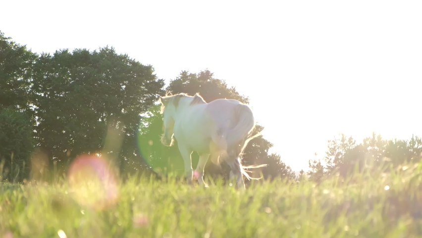 Cute white horse on a green lawn. Stallion at sunset. Amazing landscape background.  Royalty-Free Stock Footage #1078073177