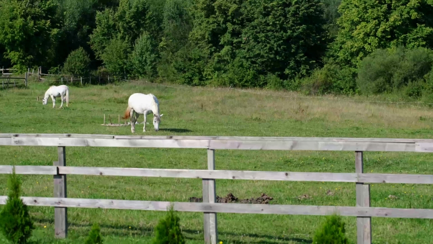 Two beautiful white horses on a farm, horses grazing on a green meadow | Shutterstock HD Video #1078073192