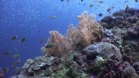 Busy Coral Reef with many reef fishes and orange soft corals in front of blue ocean