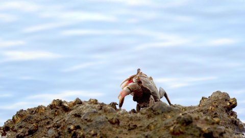 Lone Single Crab (Neohelice granulata) Standing on Rock With Barnacles, on Water