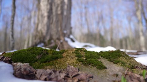 Lichen en tree in spring