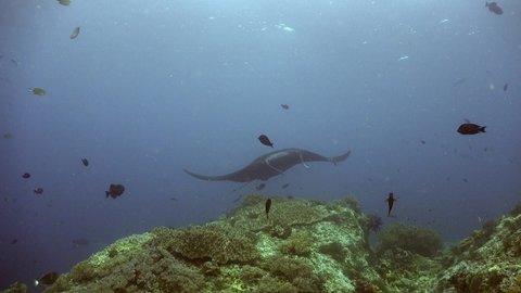 Black Manta Ray turning over tropical coral reef