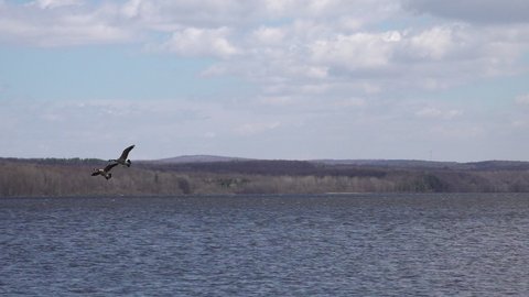 Canada Goose landing on a lake