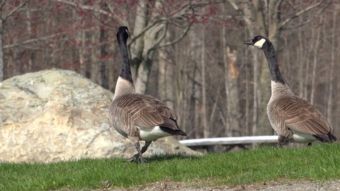 Canada Goose on green grass