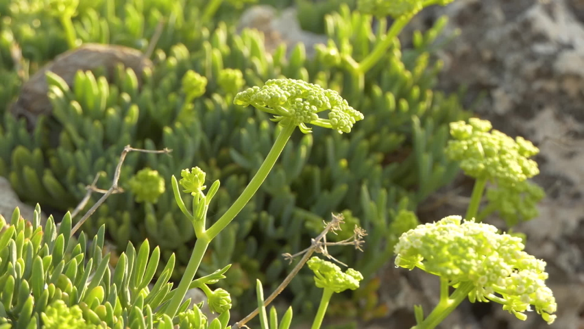 Close-up of a Crithmum maritimum growing between the stones, waving in the wind under the sun, blurred background. | Shutterstock HD Video #1078075493