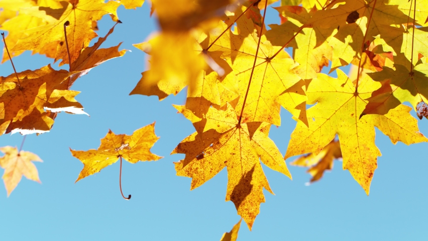 Super slow motion of falling autumn maple leaves against clear blue sky. Filmed on high speed cinema camera, 1000 fps. Royalty-Free Stock Footage #1078075985